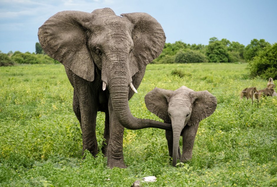 African and indian Elephants