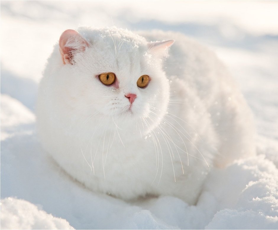 Снежный кот