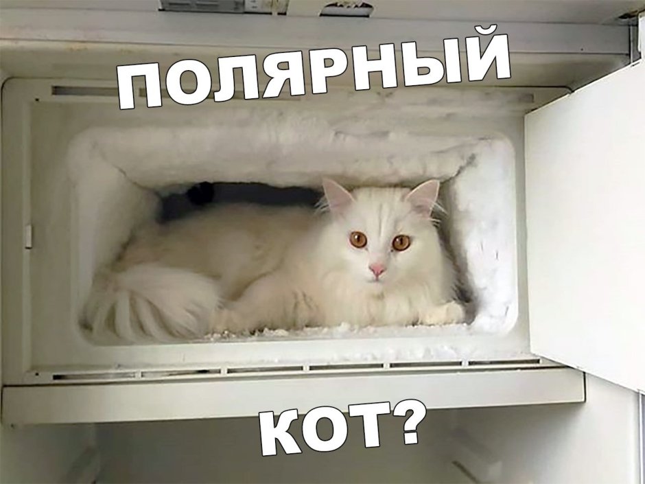 Полярный кот