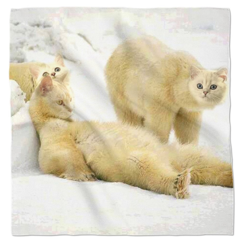 Полярных котов