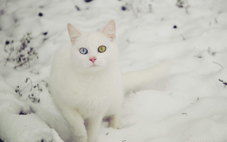 Кот в снегу