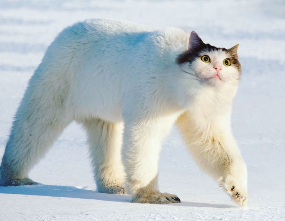 Полярных котов