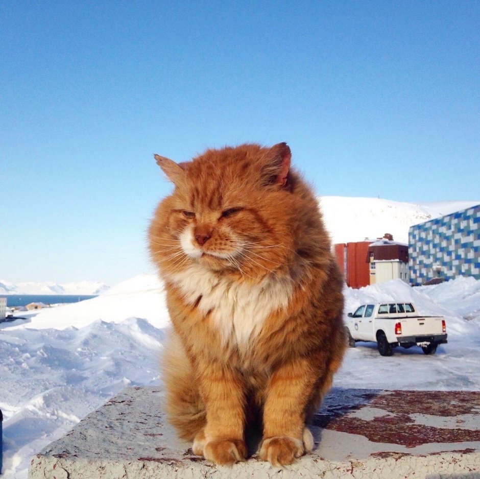 Баренцбург кот Кеша