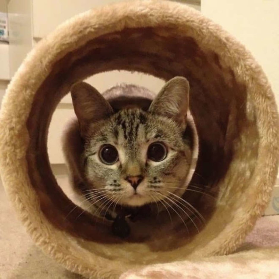 Красиво сфоткаться с котом