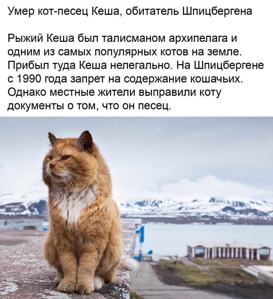 Умка и Северное сияние