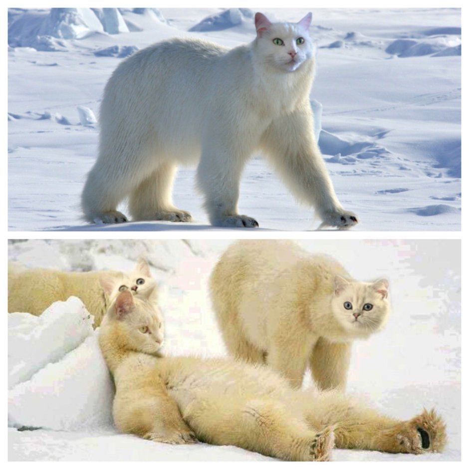 Полярный кот