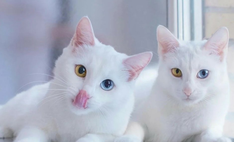 Khao Manee кошка