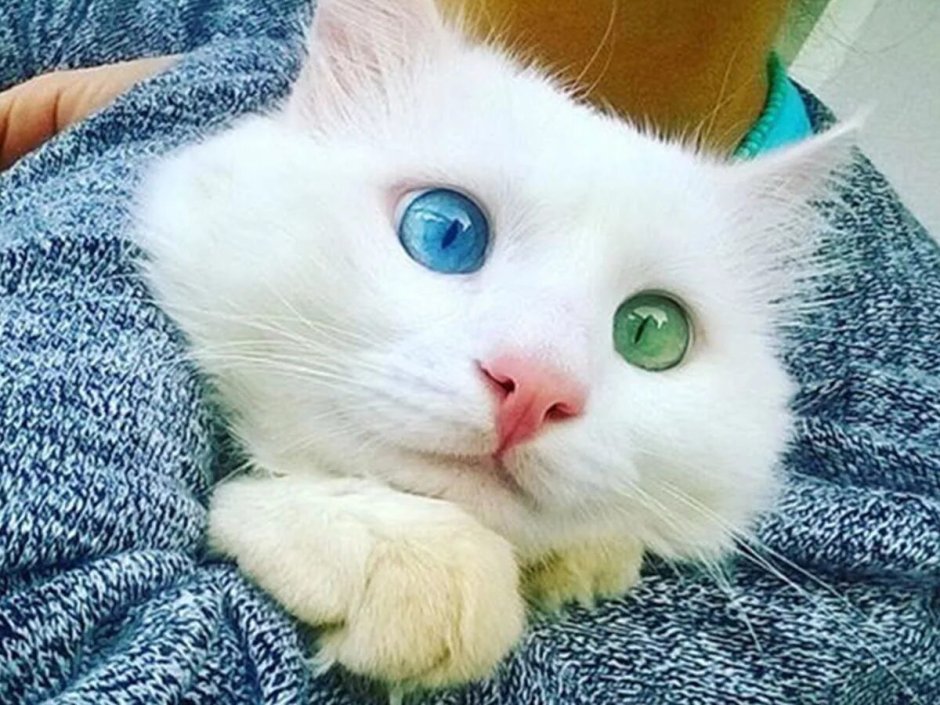 Кошка с красивыми глазами