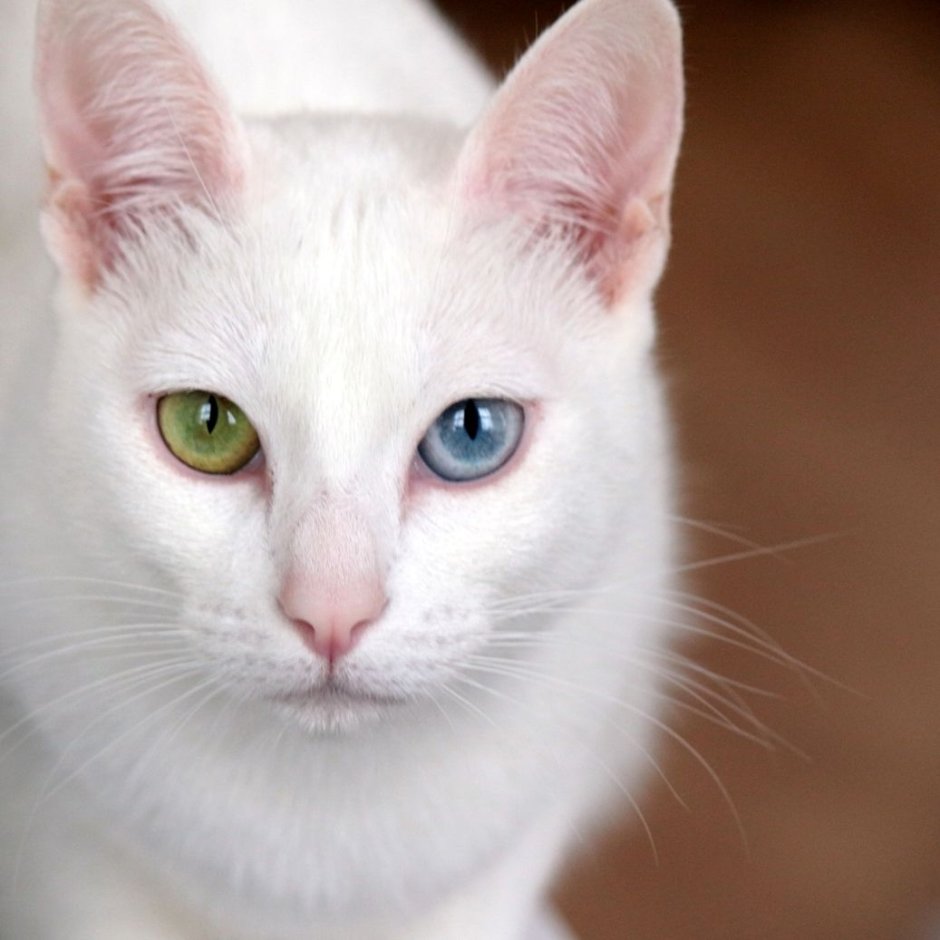 Коты породы као мани