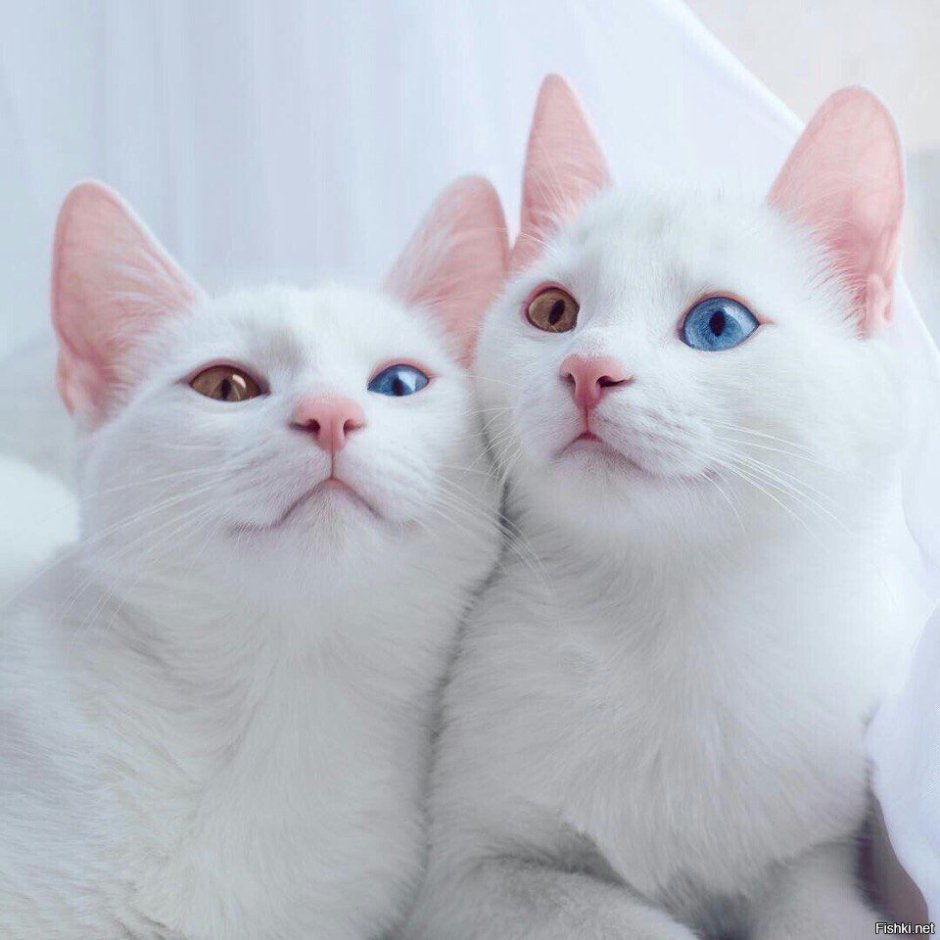 Khao Manee котята