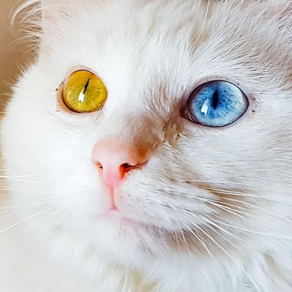 Кошачья гетерохромия