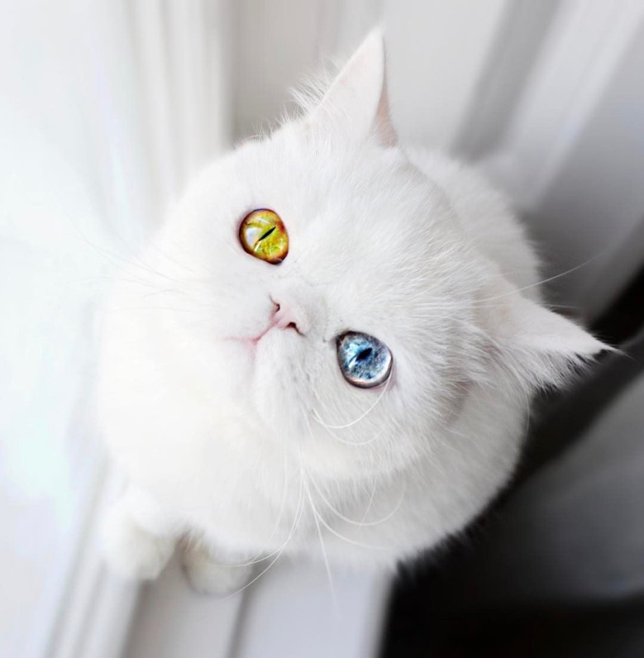 Коты с красивыми глазами