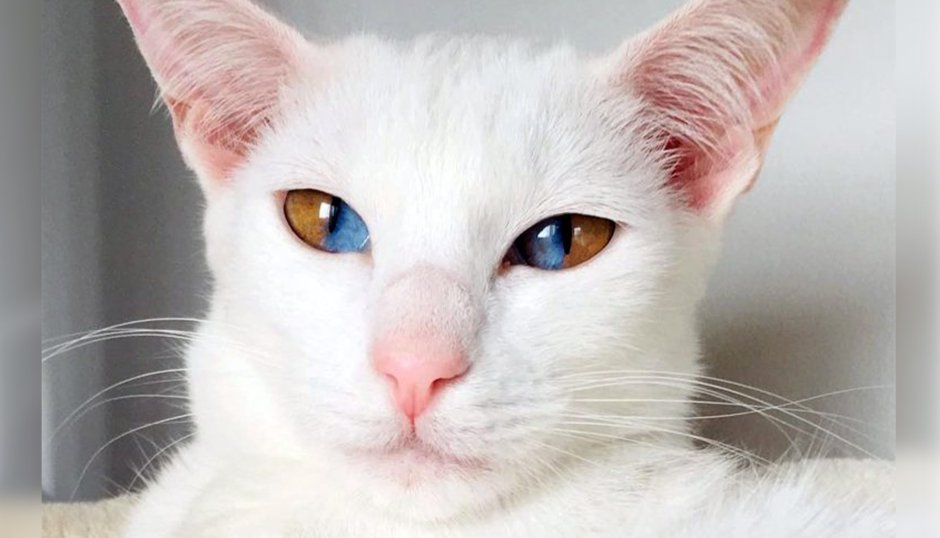 Белая кошка као мани