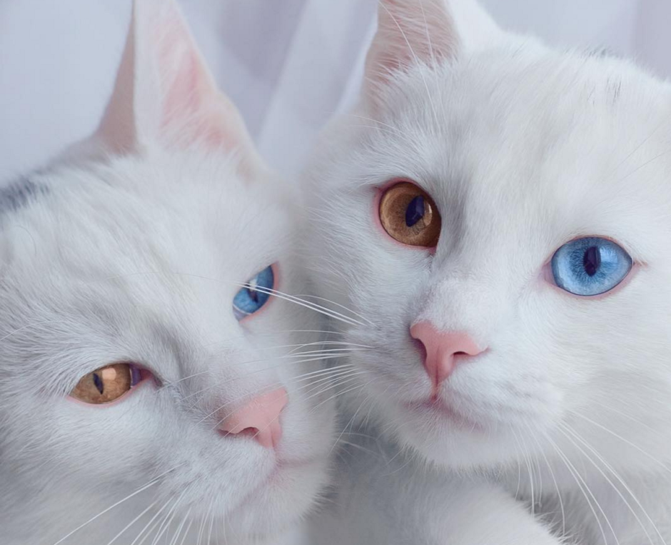 Кошки Близнецы Айрис и Абис