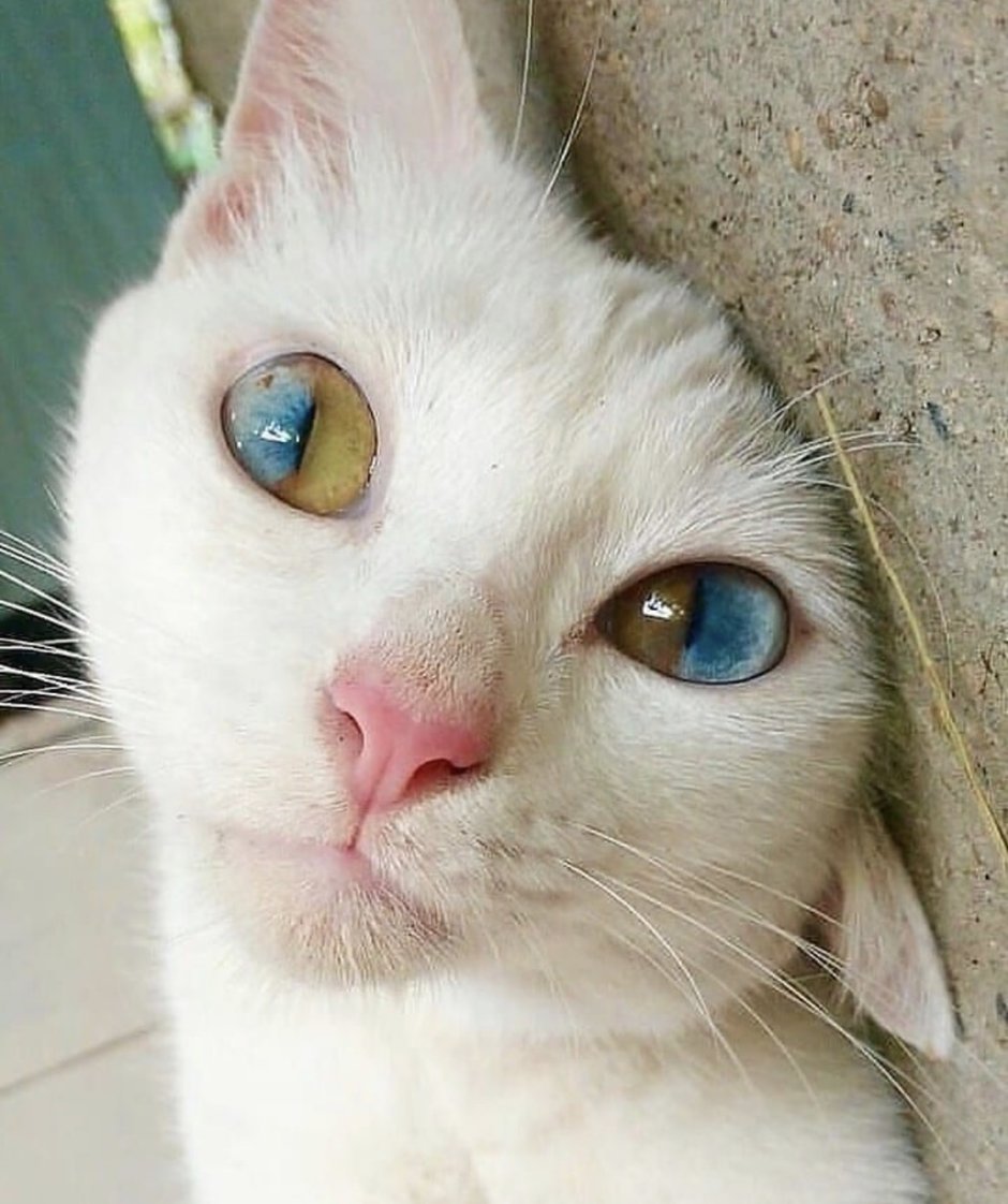 Кривоглазая кошка