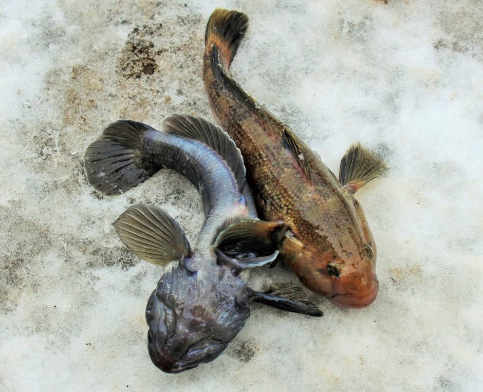 Myoxocephalus quadricornis