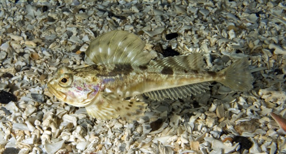 Морской ёрш Балтийское море