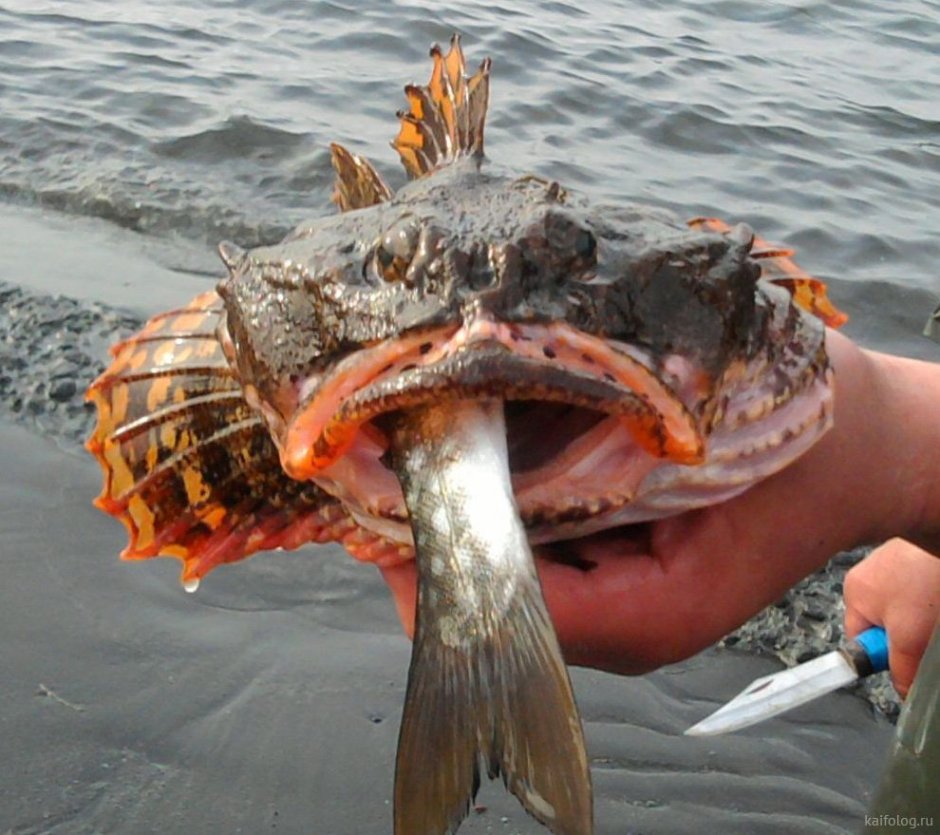 COTTUS gobio (Groppe) Bullhead