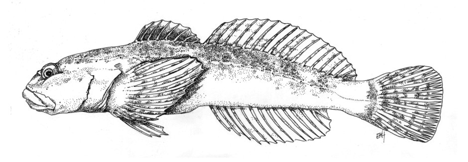Морской Ерш скорпена