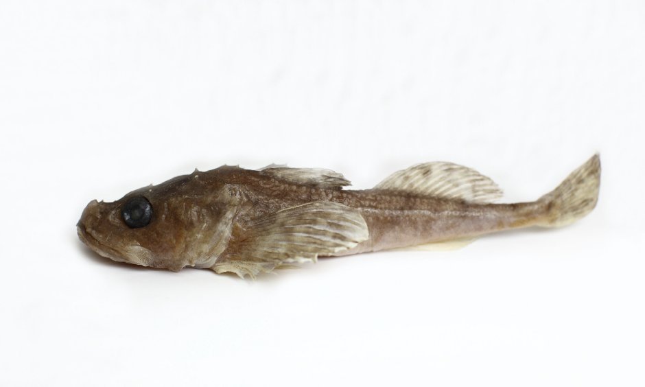 Myoxocephalus quadricornis