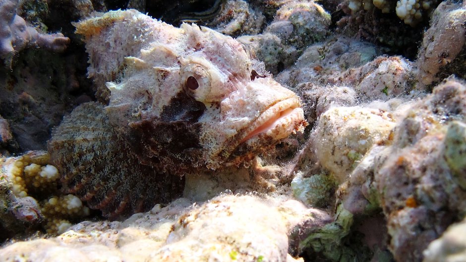Щучья морская собачка (Neoclinus blanchardi)