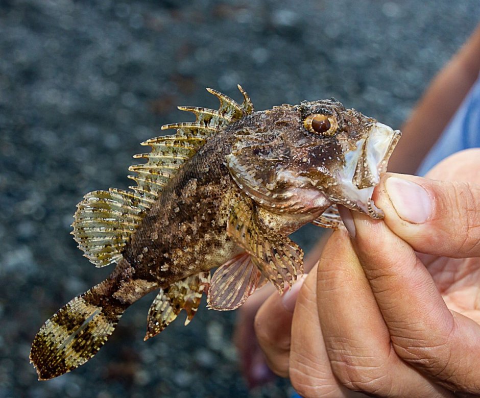 Бычки японского моря
