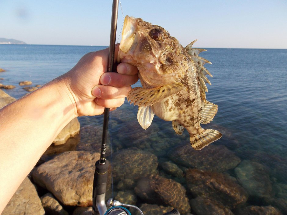 Морской бычок Дальневосточный