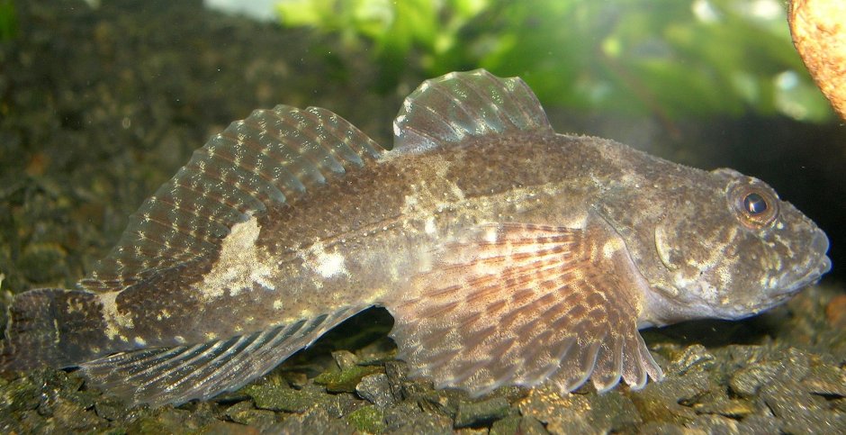 Морской Ерш скорпена Черноморский