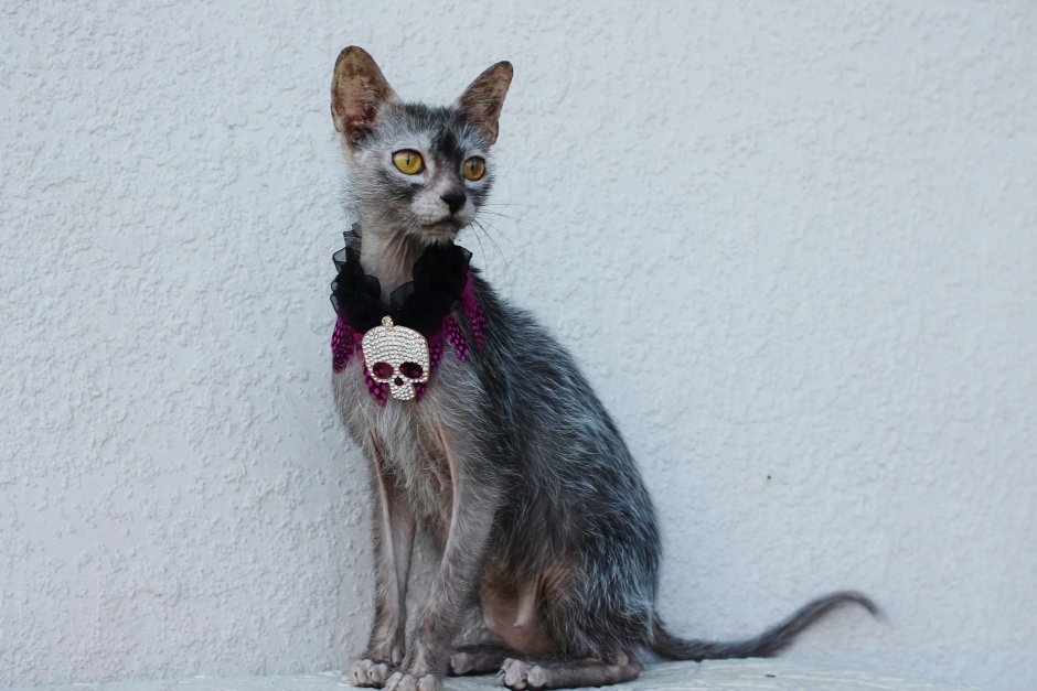 Lykoi Cat characters