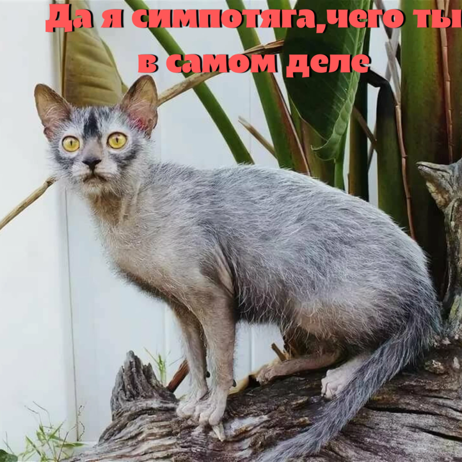 Ликои кошка