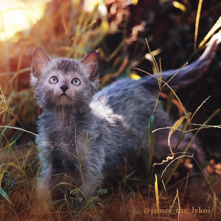 Кот Ликои