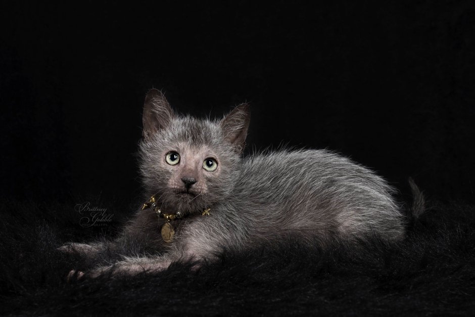 Ликой (Lykoi) кошка оборотень