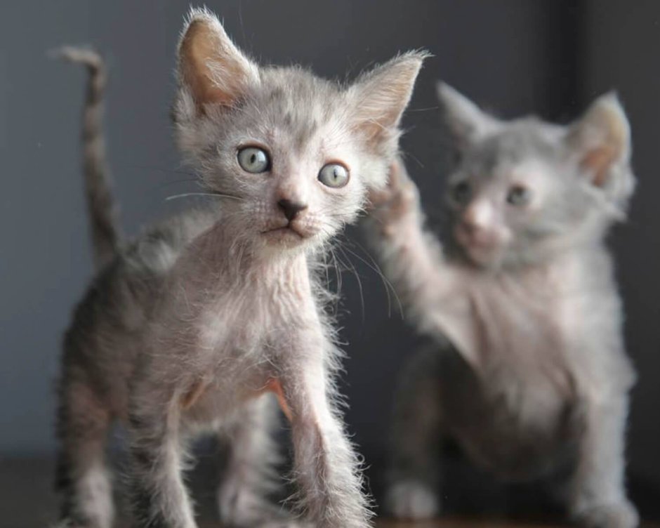 Котята породы Ликой