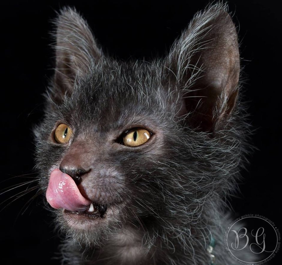 Lykoi Cat кошка-волк
