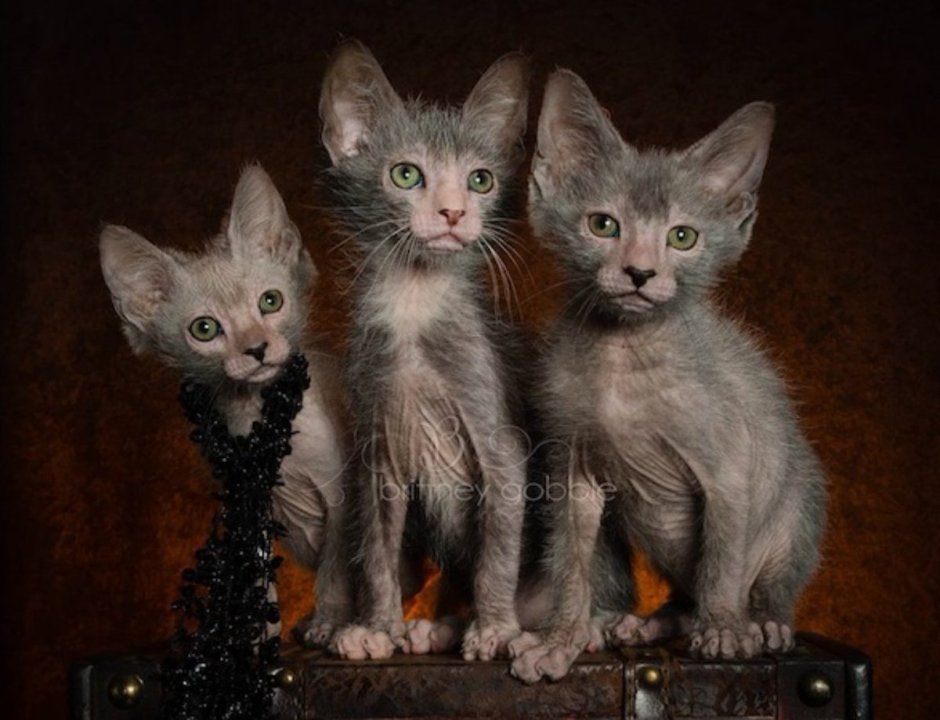 Сфинкс скрещенный с обычной кошкой фото