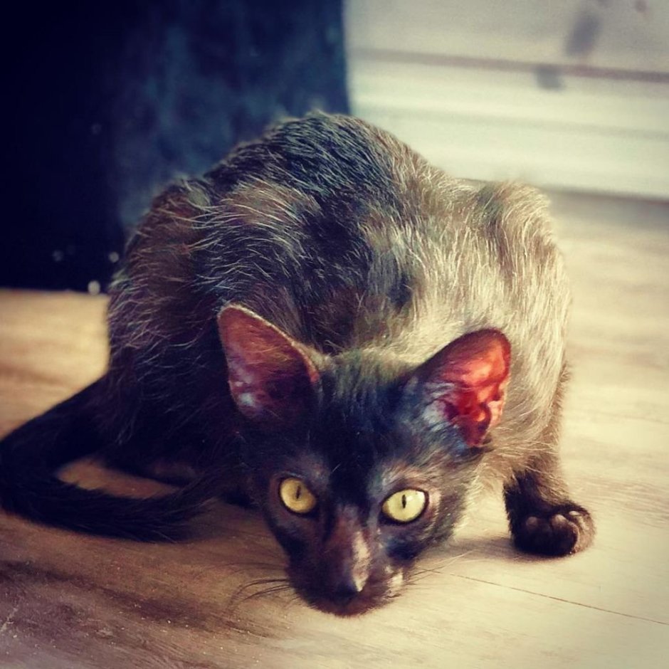 Ликои кошка