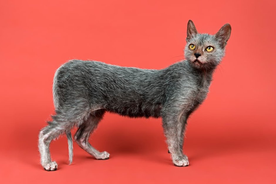 Ликой (Lykoi)