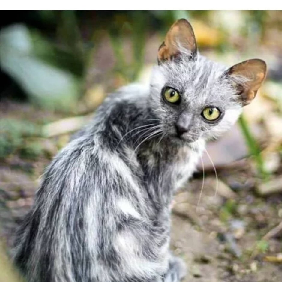 Коты Ликои