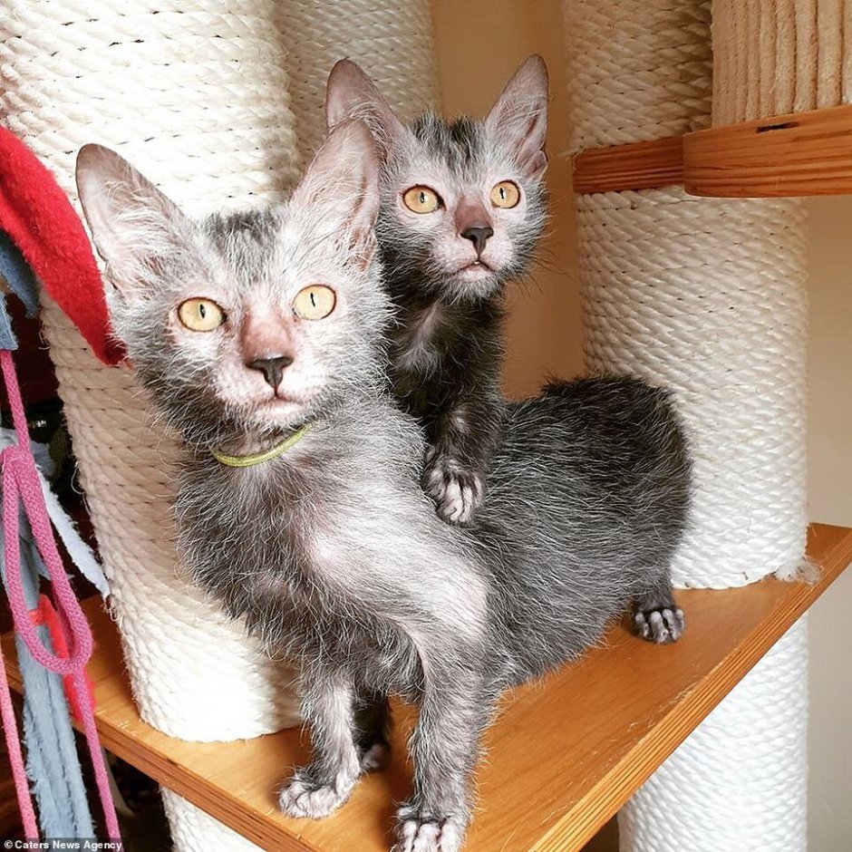 Кот Ликои