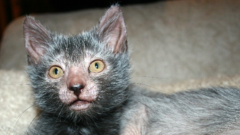 Коты породы Ликой фото