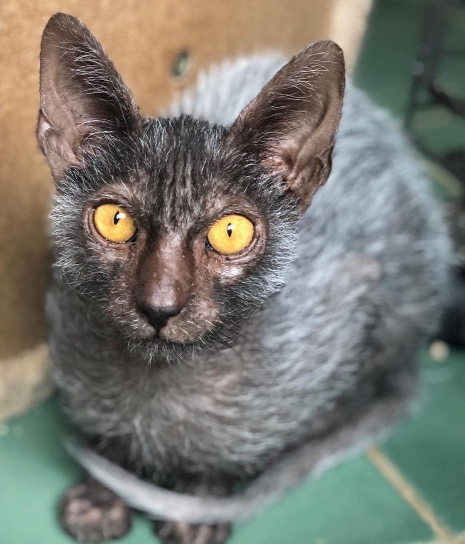 Коты Ликои