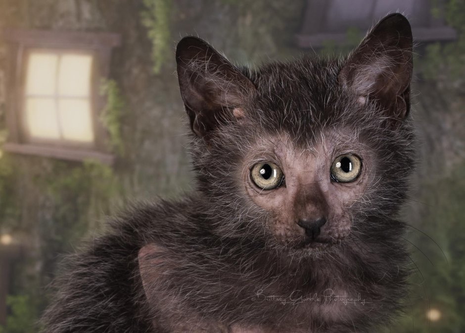 Ликой (Lykoi)