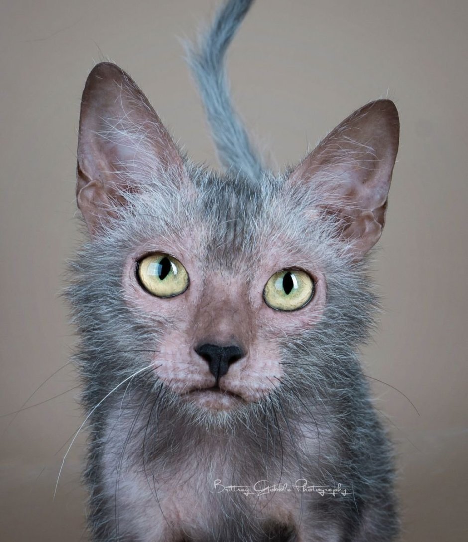 Кот Ликои характер