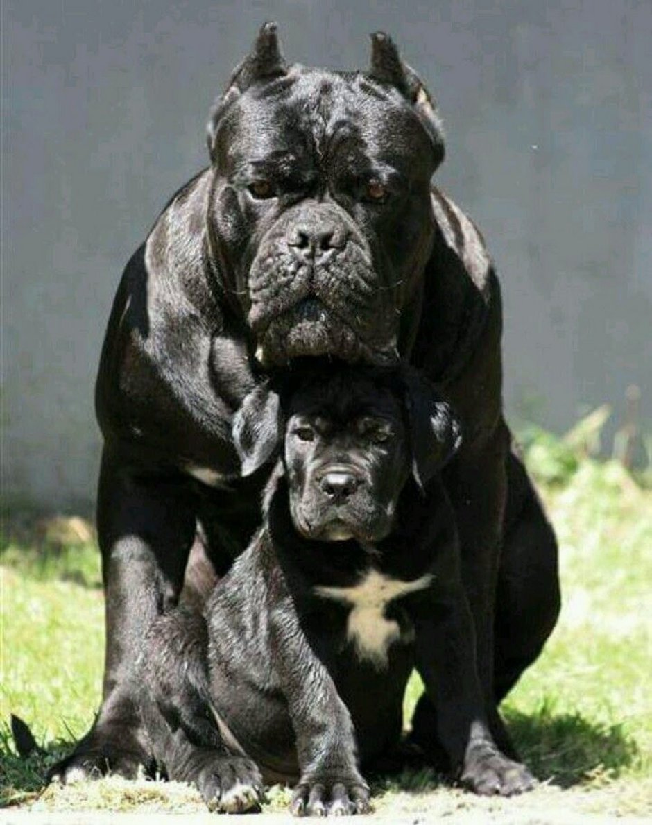 Кане Корсо гигант