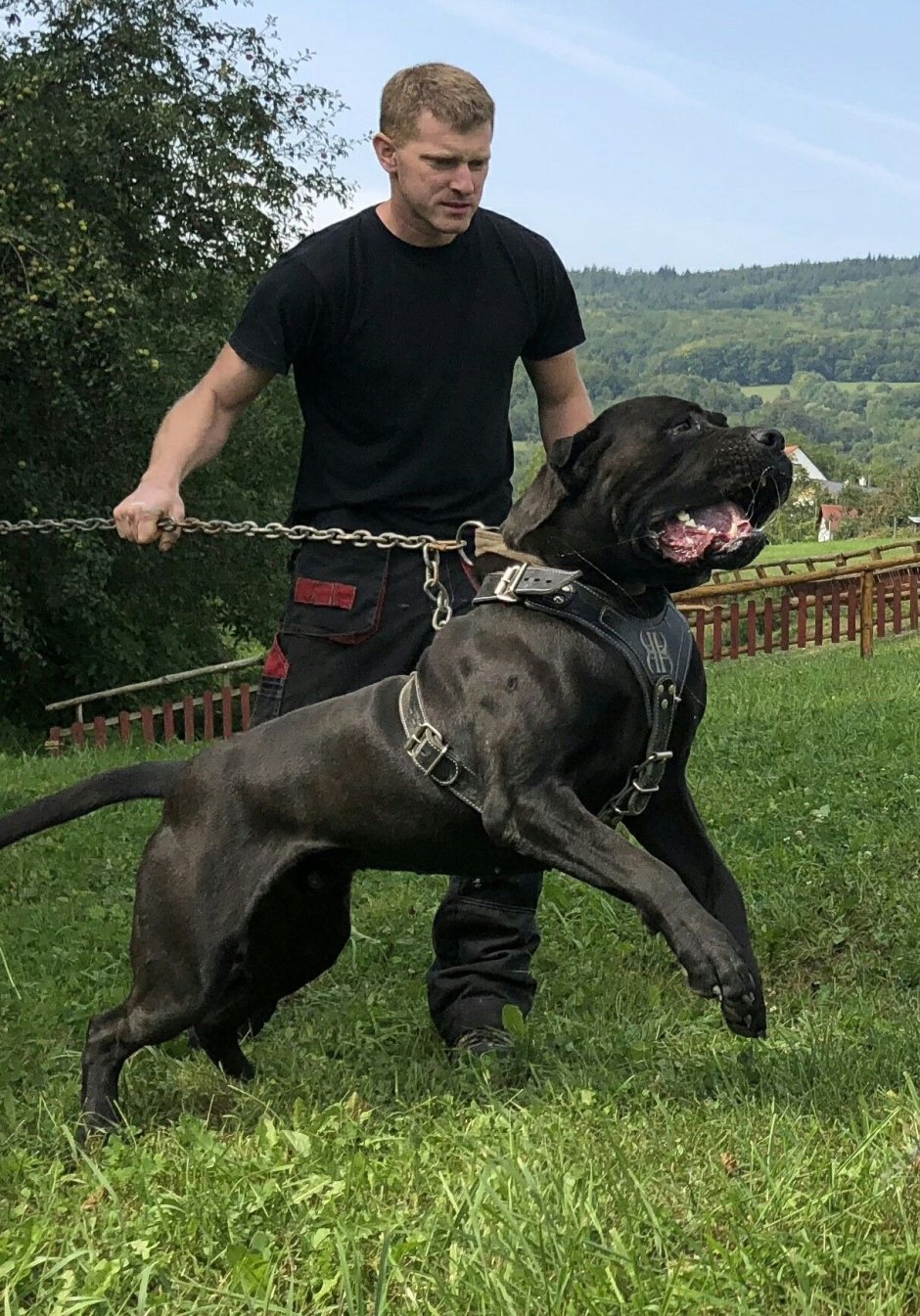 Бандог черный