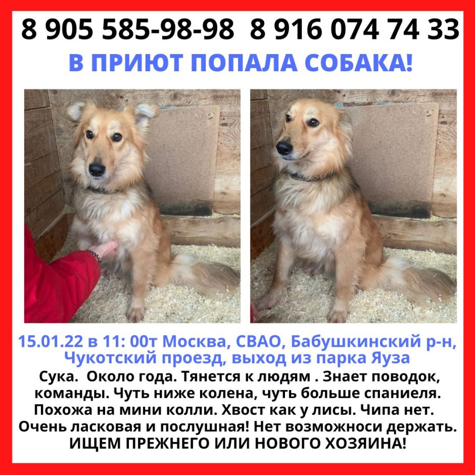 Метис длинношерстной овчарки