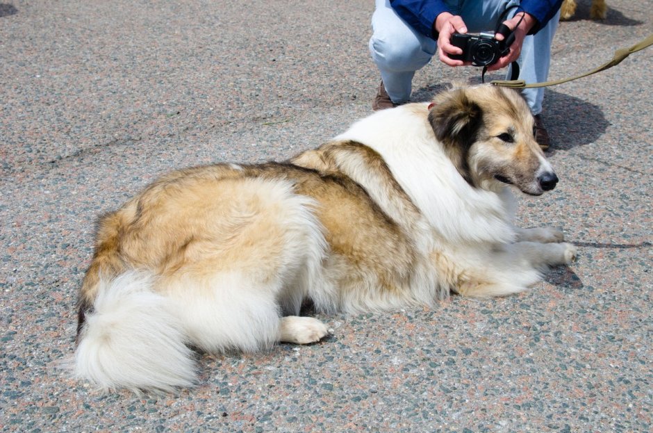 Колли и маламут
