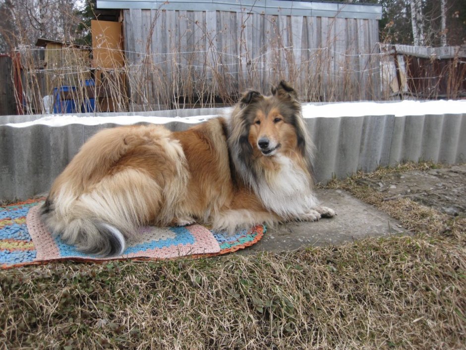 Собака смесь с колли