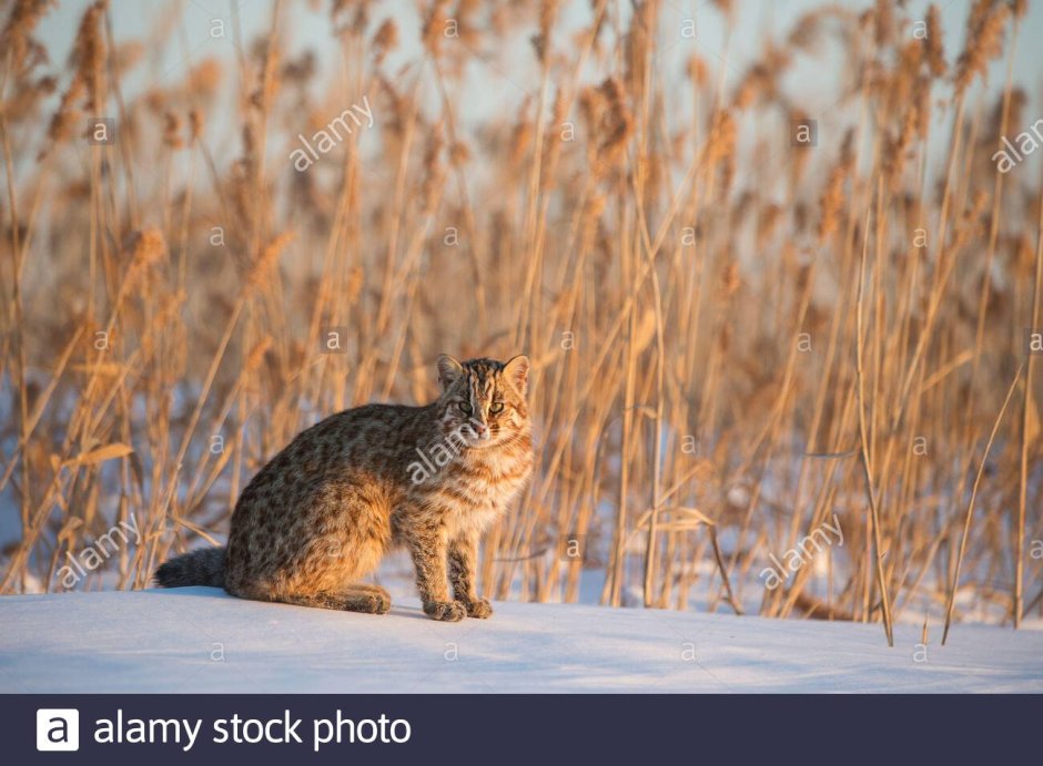Дальневосточный Амурский Лесной кот