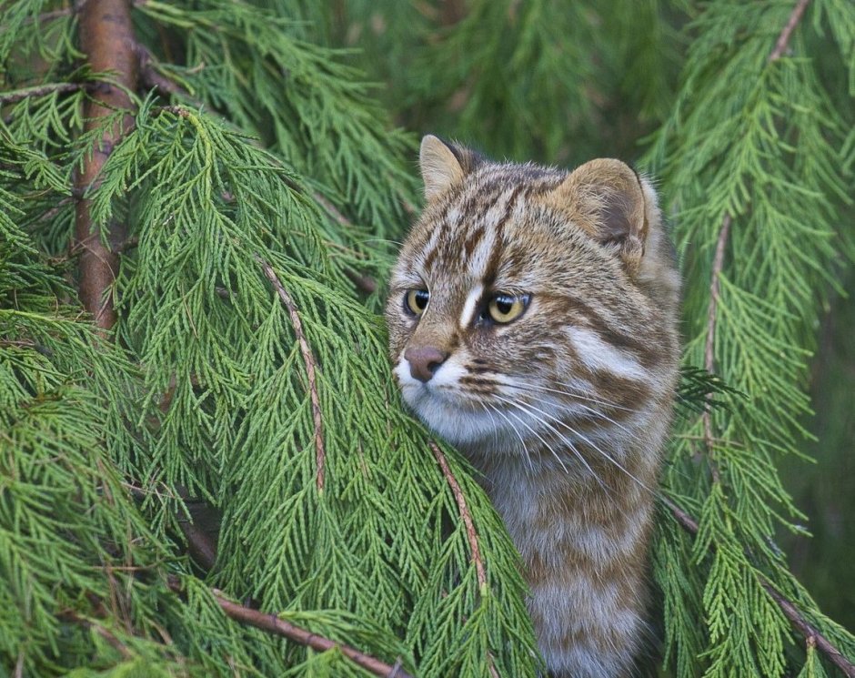 Дальневосточный Амурский Лесной кот